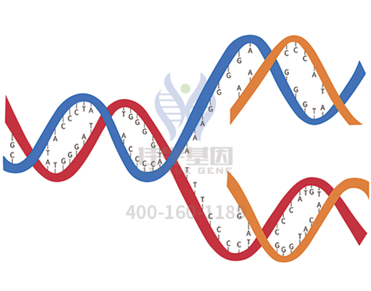 【佳學(xué)基因檢測】威廉姆斯綜合癥基因檢測避免誤診