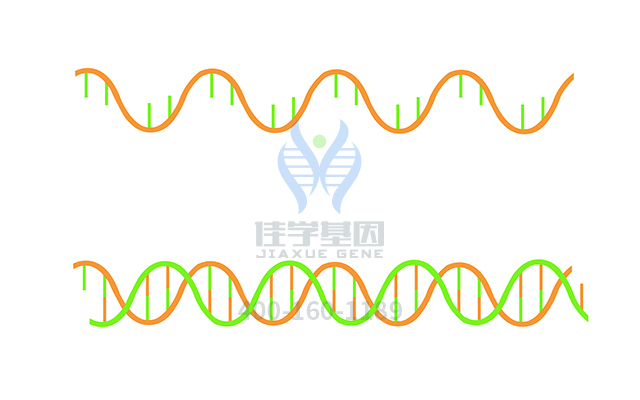 【佳學(xué)基因檢測(cè)】需要多長(zhǎng)時(shí)間可以拿Renpenning綜合征基因解碼、<a href=http://m.vigrxplusreviewsreal.com/tk/jiema/cexujishu/2021/31933.html>基因檢測(cè)</a>報(bào)告？