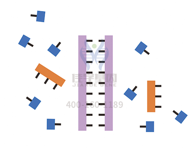 【佳學(xué)基因檢測】威爾遜病（<font color='red'>Wilson</font> disease）基因解碼、基因檢測