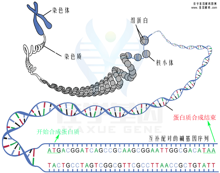 【佳學基因檢測】貝沙羅汀基因檢測在哪里做？