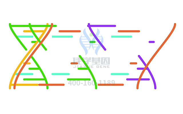 【佳學基因檢測】阿侖膦酸鈉基因檢測