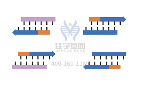 【佳學基因檢測】羊毛狀發(fā)痣基因解碼、<a href=http://m.vigrxplusreviewsreal.com/tk/jiema/cexujishu/2021/31933.html>基因檢測</a>的報告有人解讀嗎？