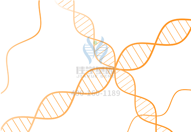 【佳學(xué)基因檢測】干骺端發(fā)育不良Spahr型基因解碼、<a href=http://m.vigrxplusreviewsreal.com/tk/jiema/cexujishu/2021/31933.html>基因檢測</a>的報告看得懂嗎？