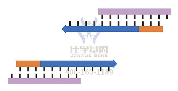 【佳學(xué)基因-基因檢測(cè)】基因解碼是如何幫助家人不再患有硬皮病